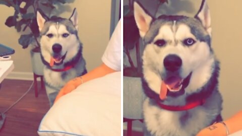 Derpy Husky flawlessly follows the beat of the song