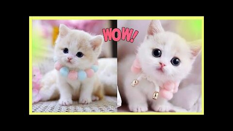 Cute Baby Animal _ Funny Animal Videos Compilation _ Funniest Animals 1 #Cutedog #cuteanimals