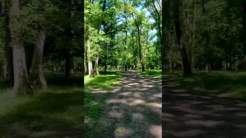 Calugareni Forest | Calugareni, Giurgiu | Ambiental music | 4k Virtual Tour | 🇷🇴