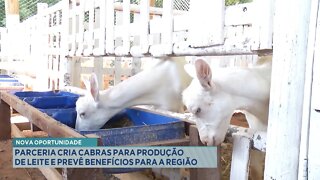 Nova Oportunidade: Parceria cria Cabras para Produção de Leite e prevê Benefícios para a Região.