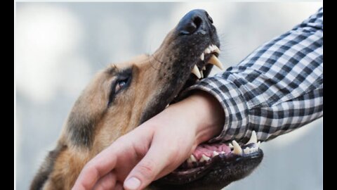 How to train Dogs to become aggressive