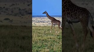 Dramatic Skies! #Wildlife | #ShortsAfrica