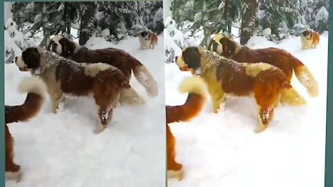 Pair of sweet dogs hugging each other preciously