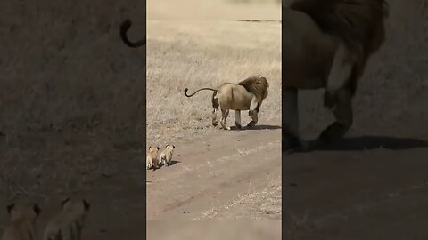 Dad Lion Runs From Cubs