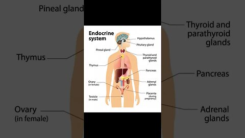 #endocrinesystem #health#supportmychannel #thankyou 👍☺️🙏