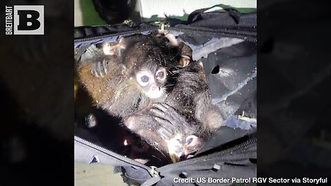 MONKEY BUSINESS! Backpack Full of Spider Monkeys Found in Border Arrest