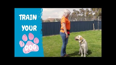FREE DOG TRAINING SERIES – Lesson 1: how to teach your dog to drop and sit