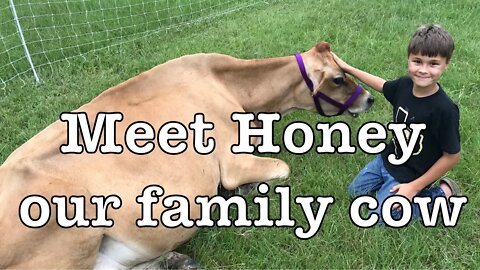 Meet Honey our family Jersey Cow