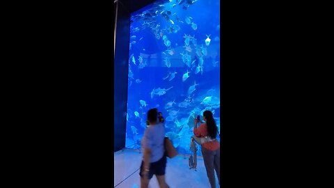 Dubai mall fish tank most beautiful....