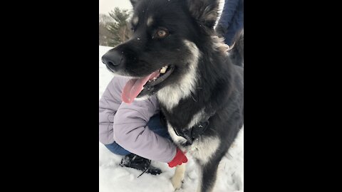 Sledding with Sophie