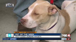 Pet of the week: Carla