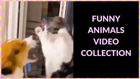 FUNNY ANIMALS VIDEO COLLECTION