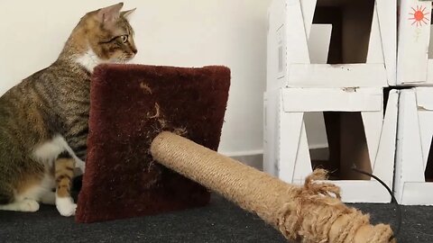 Cute Tabby Cat Attacks Shoe Lace