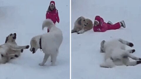 Two Labradors are playing in the snow