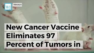 New Cancer Vaccine Eliminates 97 Percent Of Tumors In Mice, Clinical Trials On Humans In The Works