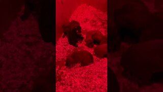 3 week old Cane Corso puppies