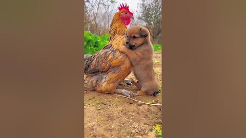 Friendship/puppy and chicken. A beautiful moment - dog | viral