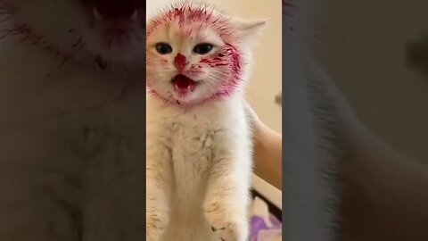 cat face got red while eating //#kitten #cat #funny kitten #funnycat #trending #shorts #tiktok