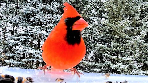Cardinals in the gently falling snow are a breathtaking sight