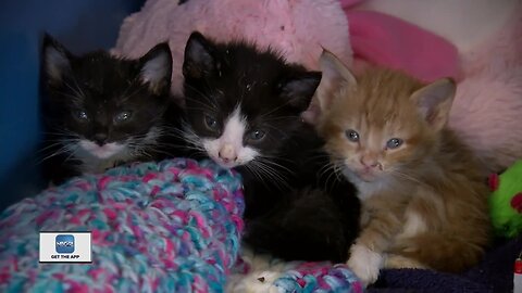 Over 85 cats found in Racine County home, some in walls, ceiling