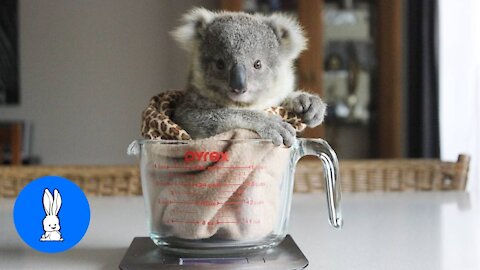 Baby Koala Bears Playing & Climbing - Too Much Cuteness.