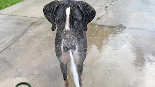 Muddy Great Dane Loves To Get Sprayed By The Hose