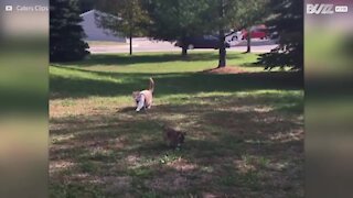 Gatto porta a spasso un cagnolino