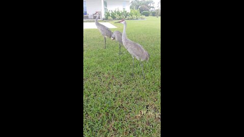 Sandhill Crane, Florida. Wait for the end lol