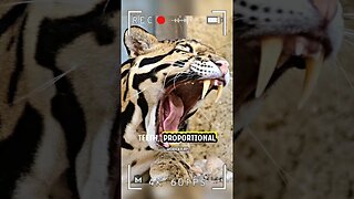 Clouded Leopard - Heartbreaking Reality of Poaching Threats