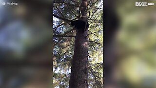 Orso sale sull'albero e danza