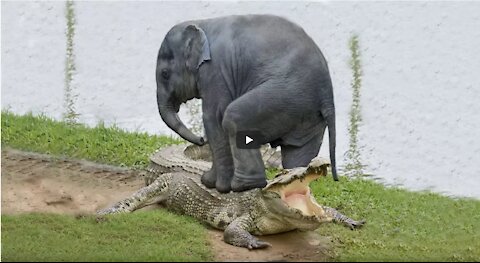 Amazing Elephant Save Baby Elephant From a Giant Crocodile Hunting