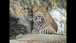 Leopard at Jawai | Jawai Dam | india's leopard hill | Rajasthan