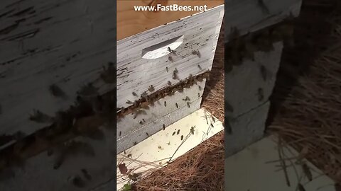 Bees Collect Nectar and Bee Pollen From Flowers