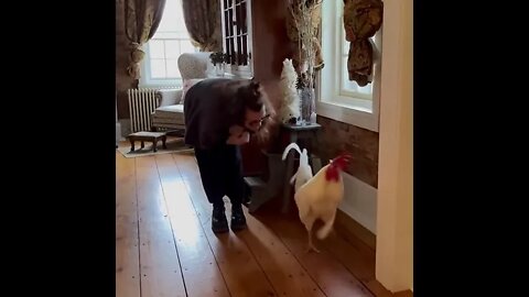 😍Dancing Cock #ytshorts #shorts #PetpupFun #Fun #Dogs #Cats #Entertaiment #trending #viral