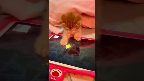 Cat vs iPad: Who will win?