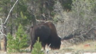 Bison grazing in Yellowstone's Upper Geyser Basin