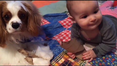 Wonderful children play with dogs and cats