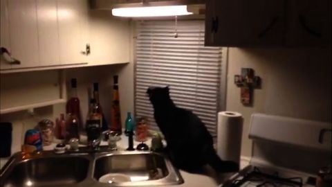 Cat Turns The Lights Out on Moth