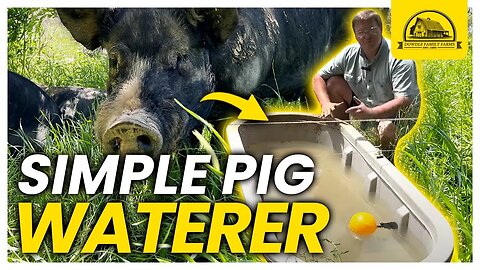 The Easy Pastured Pig Waterer with No Waste