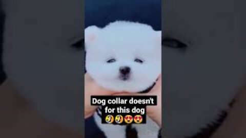 Fluffy Puppy Perfectly Fits into The Girl's Palms