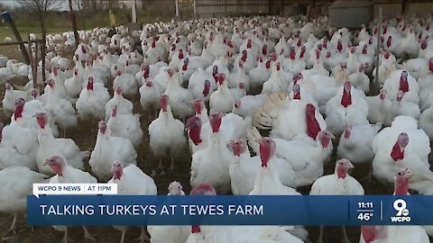 Tewes Farm ready to 'talk turkey' this Thanksgiving