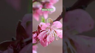 Spring is here #viral #viralvideo #video #shorts #gardening