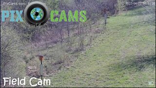 PixCams.com Field Cam Live Stream