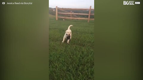 Cagnolina dimostra la sua indipendenza!