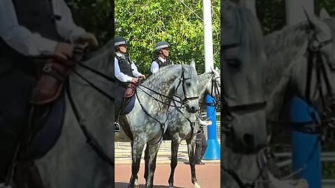 Met police horses pose for photo shoot #metpolice