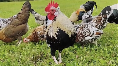 Beautiful chicken 🐓 trending video