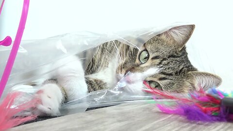 Funny Cat Plays from a Plastic Bag