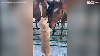 Cão faz amizade com três cavalos