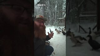 Duck Feet vs Snow