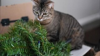 Cat Helps Decorate for Christmas